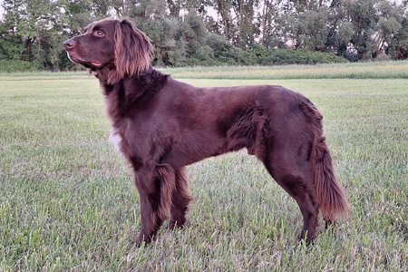 Derrick von der Riedleite