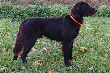 Gustl vom Waldviertler Forst