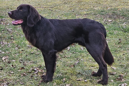 Jago vom Steinbachtal