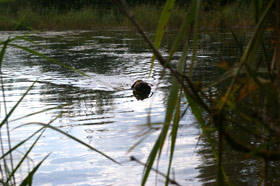 HZP Buchheim (2) 2012				 							 Gemeldet: 18, geprüft:18, bestanden:17 Hunde 							Punkte 						 						 							Kira von der Riedleite 43/09, gew. 24.01.2009, spl,sil,AH 								F:Alfons Reiner, 86502 Osterbuch 							77 						 						 							Mira von der  Schmiede 16/09, gew. 29.01.2009, spl,sil 							F: Ulrich Mergner, 96157 Ebracht 							76 						 						 							Herzog von Buchheim 444/08, gew. 03.10.2008, stumm 							F: Christian Seelmann, 91315 Höchstadt/A, 							75 						 					 							/Horneth von Buchheim 446/08, gew. 03.10.2008, sil 							F: Leonhard Schmieg, 91593 Buchheim 							74 						 					 							Hanno vom Emsdeich 582/08, gew. 26.12.2008, sil 							F: Uwe Meißner, 91620 Ohrenbach 							73 						 					 							Bazi vom Labertal 522/08, gew. 02.11.2008,sil 							F: Detlev Ring, 96152 Burghaslach 							70 						 					 						Yesterday vom Sämmenhof 384/09, gew. 06.09.2009, sil 							F: Hans Sämmer, 97950 Gerchsheim 						67  					 					 						Yesko vom Sämmenhof 377/09, gew. 06.09.2009, Laut fragl 							F: Hans Sämmer, 97950 Gerchsheim 						67 					 					 						Yulchen vom Sämmenhof 385/09, gew. 06.09.2009, silF: Kerstin Epp, 97957 Wittighausen 						66 					 					 						Ayka von der Bachmühle 540/08, gew. 25.12.2008, sil 							F: Erika Hauf, 91598 Colmberg 						63  					 					 						Heidi von Buchheim 445 /08, gew. 03.10.2009, sil 							F: Burkhard Merget, 63791 Karlsteins 						55 					 					 						Bero vom großen Herzberg 279/09, gew. 06.05.2009, sil 							F: Bernd Franke, 31195 Lamspringe 						54 					 					 						 							 								 									 										Hunde aus dem Zuchtversuch 									 								 							 						 					 					 						 							 						 					 					 						Etzel von Buchheim 34ZV09 - 65/09, gew. 06.02.2009, spl 							F: Ursula Reese-Schicker, 90592 Schwarzenbruck 						74 					 					 						Esche von Buchheim 37ZV09 - 68/09, gew. 06.02.2009, spl 							F: Christoph Rabeler, 25872 Ostenfeld 						70 					 					 						Enjia von Buchheim 36ZV09 - 67/09, gew. 06.02.2009, spl, sil 							F: Klaus Eisen, 97215 Simmershofen 						67 					 					 						Eiko von Buchheim 32ZV09 - 63/09, gew. 06.02.2009, spl 							F: Waltraud Müller, 91572 Bechhofen 						63 					 					 						Equo von Buchheim 33ZV09 - 64/09, gew. 06.02.2009, spl 							F: Jörn Cordes, 26840 Koldenbüttel 						62  					 					 				 				 				Suchensieger wurde Kira von der Riedleite, geführt von Alfons Reiner 			 			 	