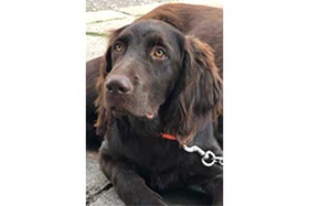 Zuchtschau Langenmosen 2020