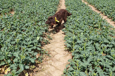 VJP Nördlingen 2021