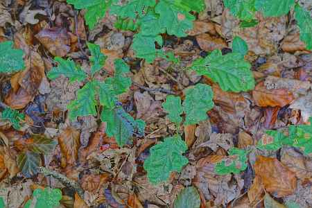 VSwP-VFSP Ebrach 2021