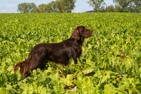 HZP Nördlingen 2025