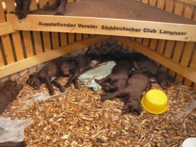 Schlafende Welpen welpen schlafen