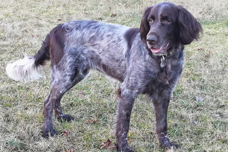 Zwinger von der Franken Altbuch