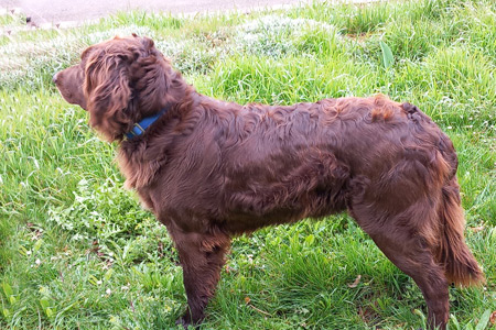 Zwinger vom Gollachgau