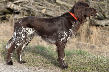 Zwinger von der Hutteneiche