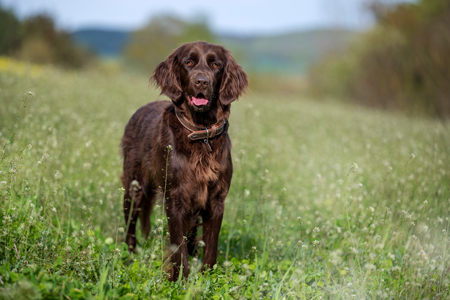 Zwinger vom Isenhain