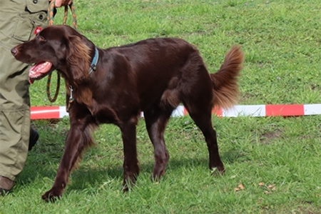 Zwinger von den Mainauen