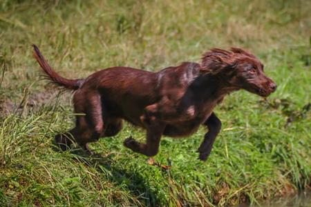 Zwinger von der Schiefermühle