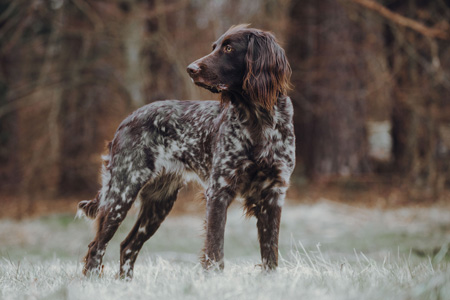 Zwinger vom Wolfsspross